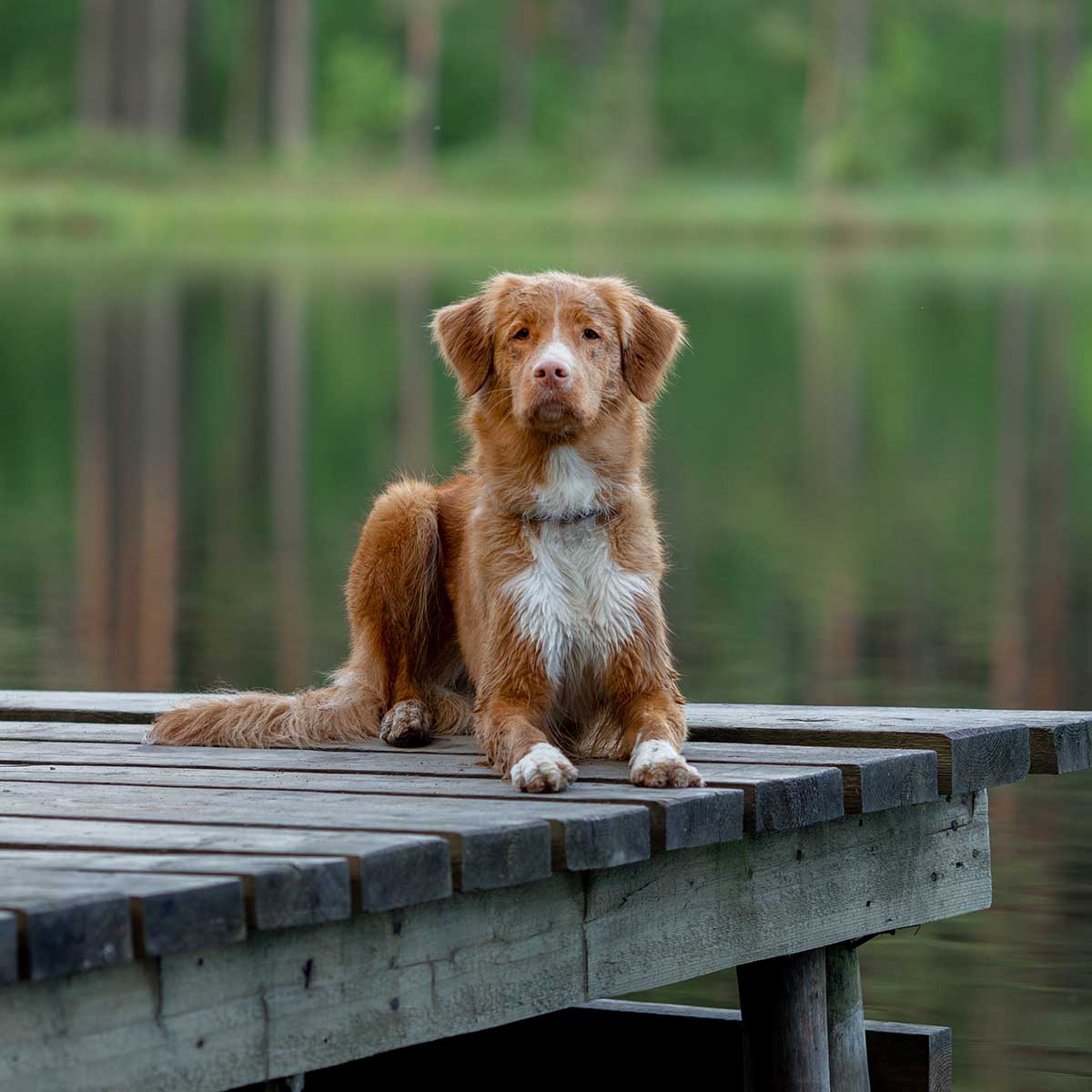 Dog on the lake